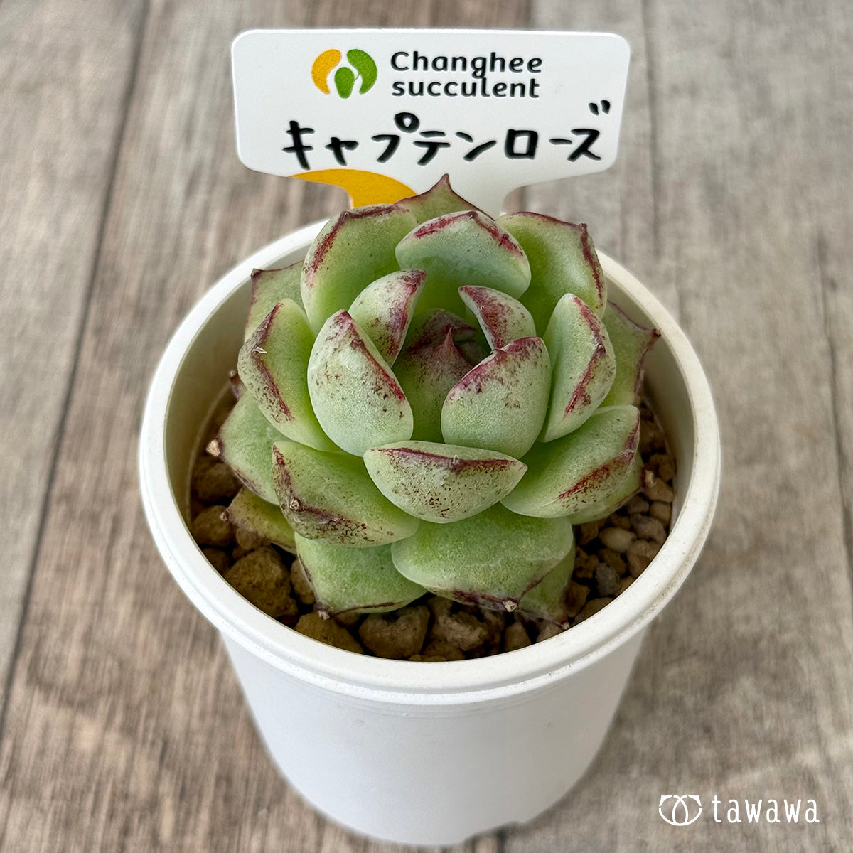 キャプテンローズ（チャンヒー農園苗）