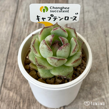 キャプテンローズ（チャンヒー農園苗）