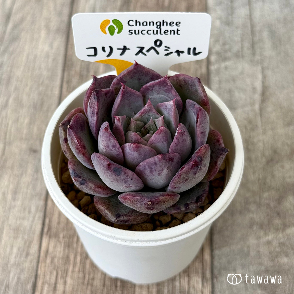 【4/22発売】コリナ スペシャル（チャンヒー農園苗）