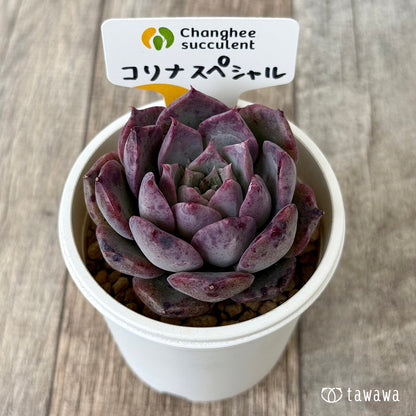 【4/22発売】コリナ スペシャル（チャンヒー農園苗）