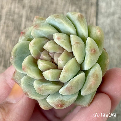 ガラスの靴（チャンヒー農園苗）