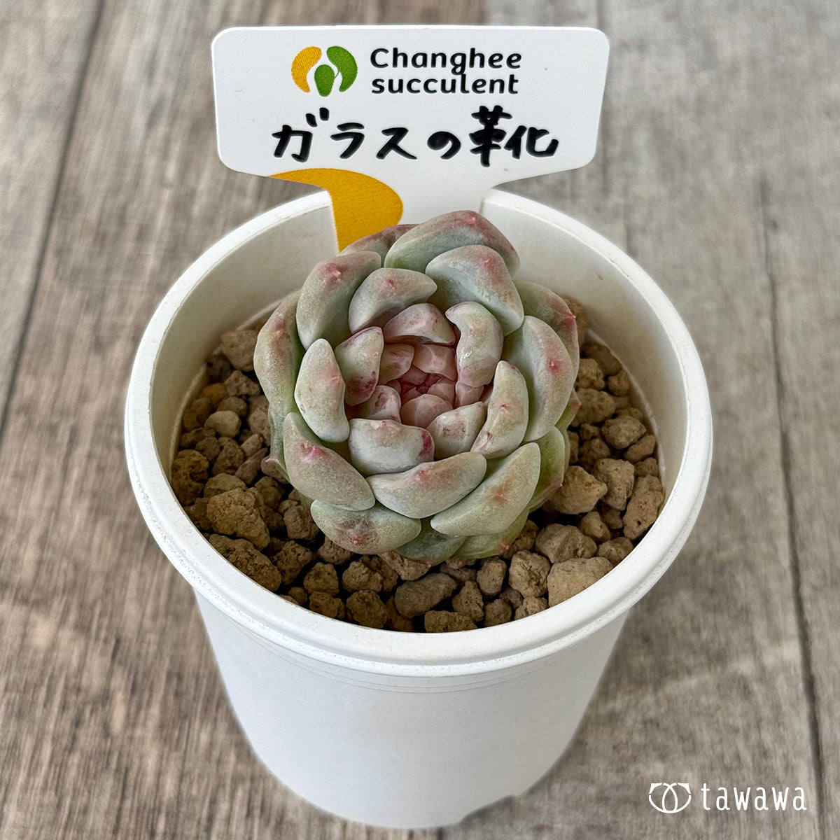 ガラスの靴（チャンヒー農園苗）