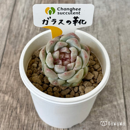ガラスの靴（チャンヒー農園苗）