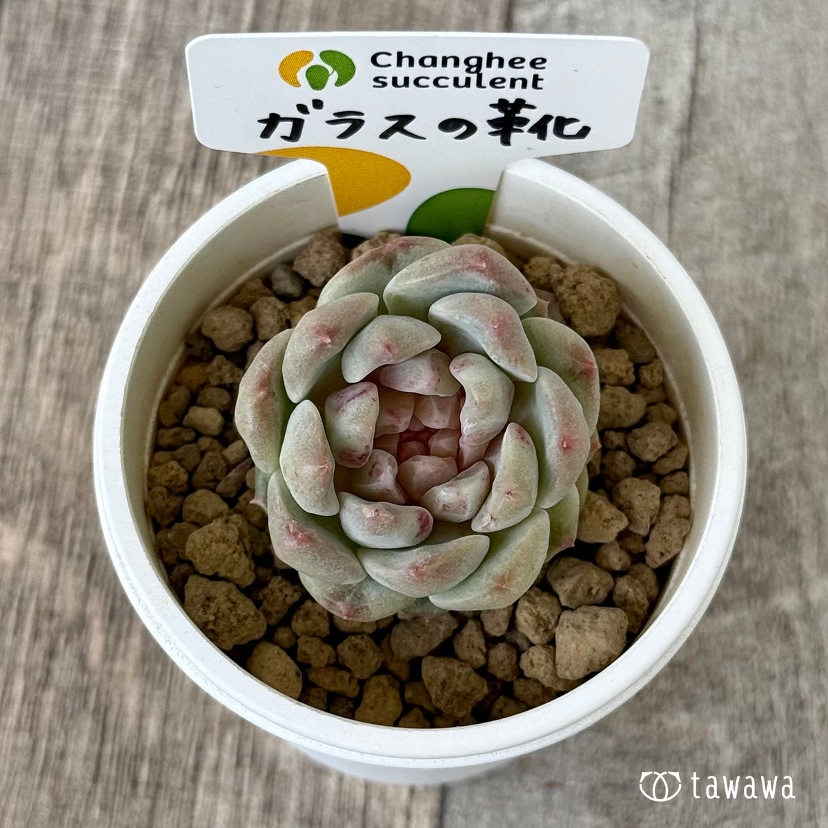 ガラスの靴（チャンヒー農園苗）