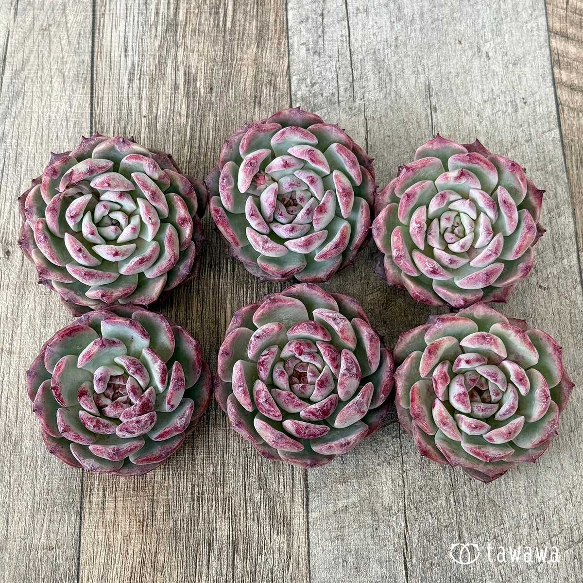 チェリーブロッサム （チャンヒー農園苗） – 多肉植物の通販・販売