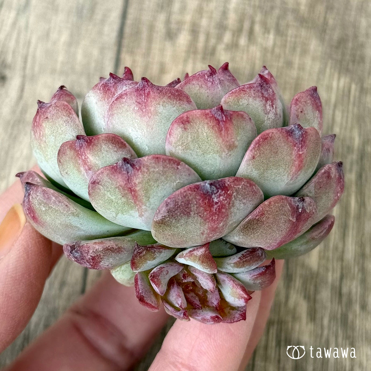 チェリーブロッサム （チャンヒー農園苗） – 多肉植物の通販・販売