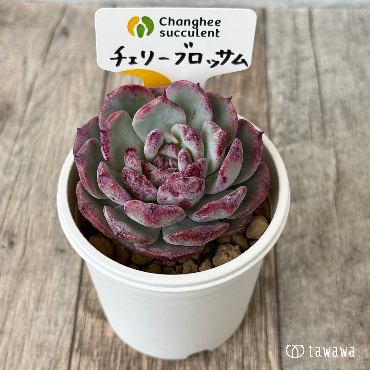 Top【選抜株】多肉植物　24642チェリー　ブロッサムズ 24個　鉢無し/脱土 チェリーブロッサム （チャンヒー農園苗） – 多肉植物の通販・販売