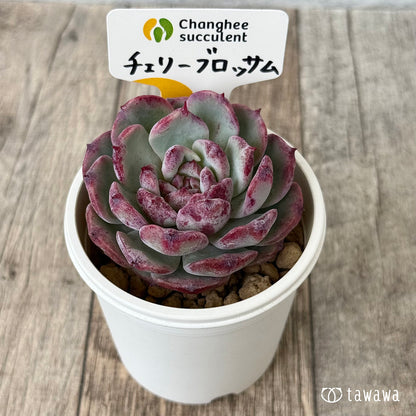 チェリーブロッサム （チャンヒー農園苗）