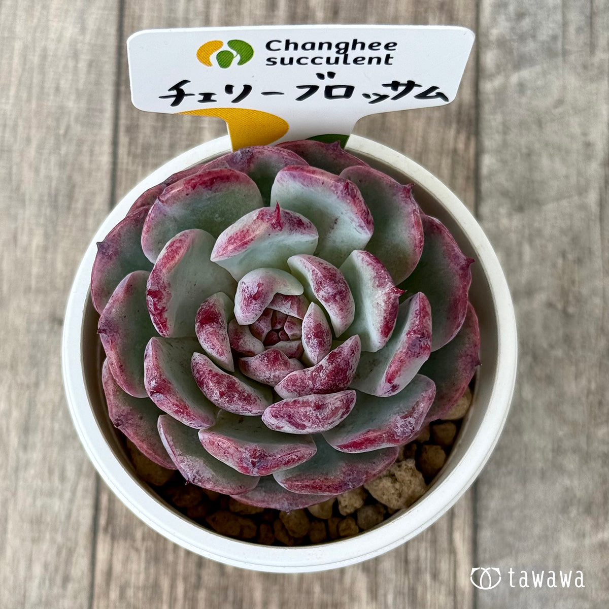 Top【選抜株】多肉植物　24642チェリー　ブロッサムズ 24個　鉢無し/脱土 ゆつき苗 チェリーブロッサムx（黒ザラxチワワ） 現物商品 - 多肉