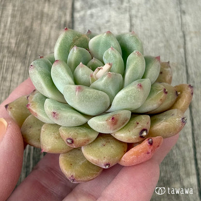 ムジ（チャンヒー農園苗）