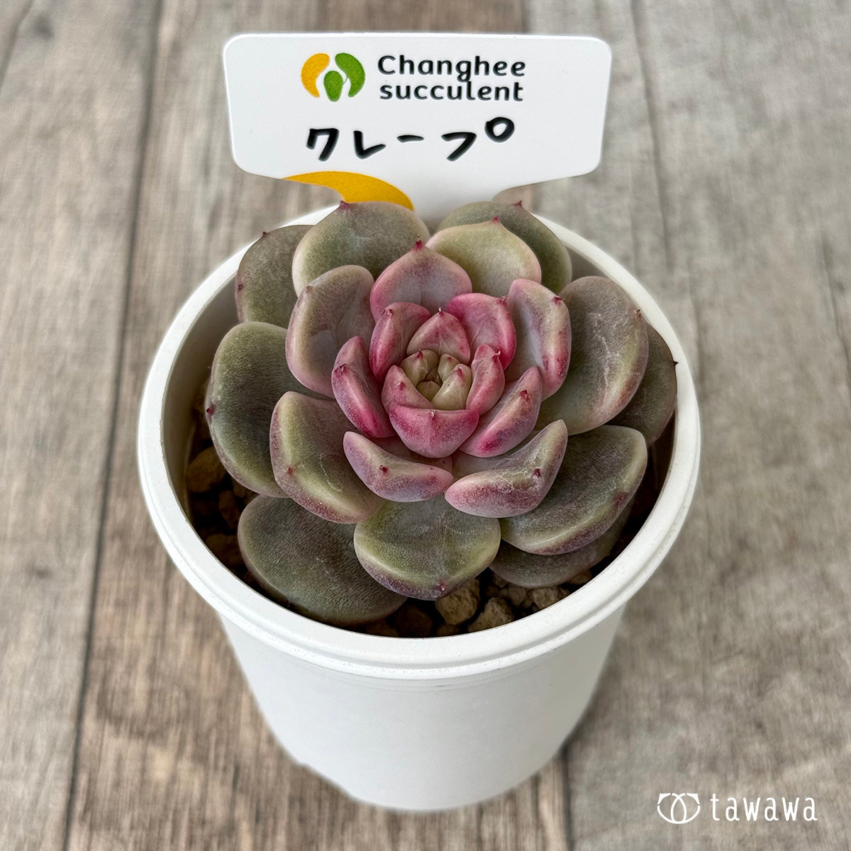 クレープ（チャンヒー農園苗）