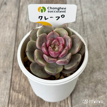 クレープ（チャンヒー農園苗）