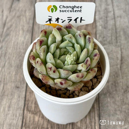 【4/22発売】ネオンライト （チャンヒー農園苗）