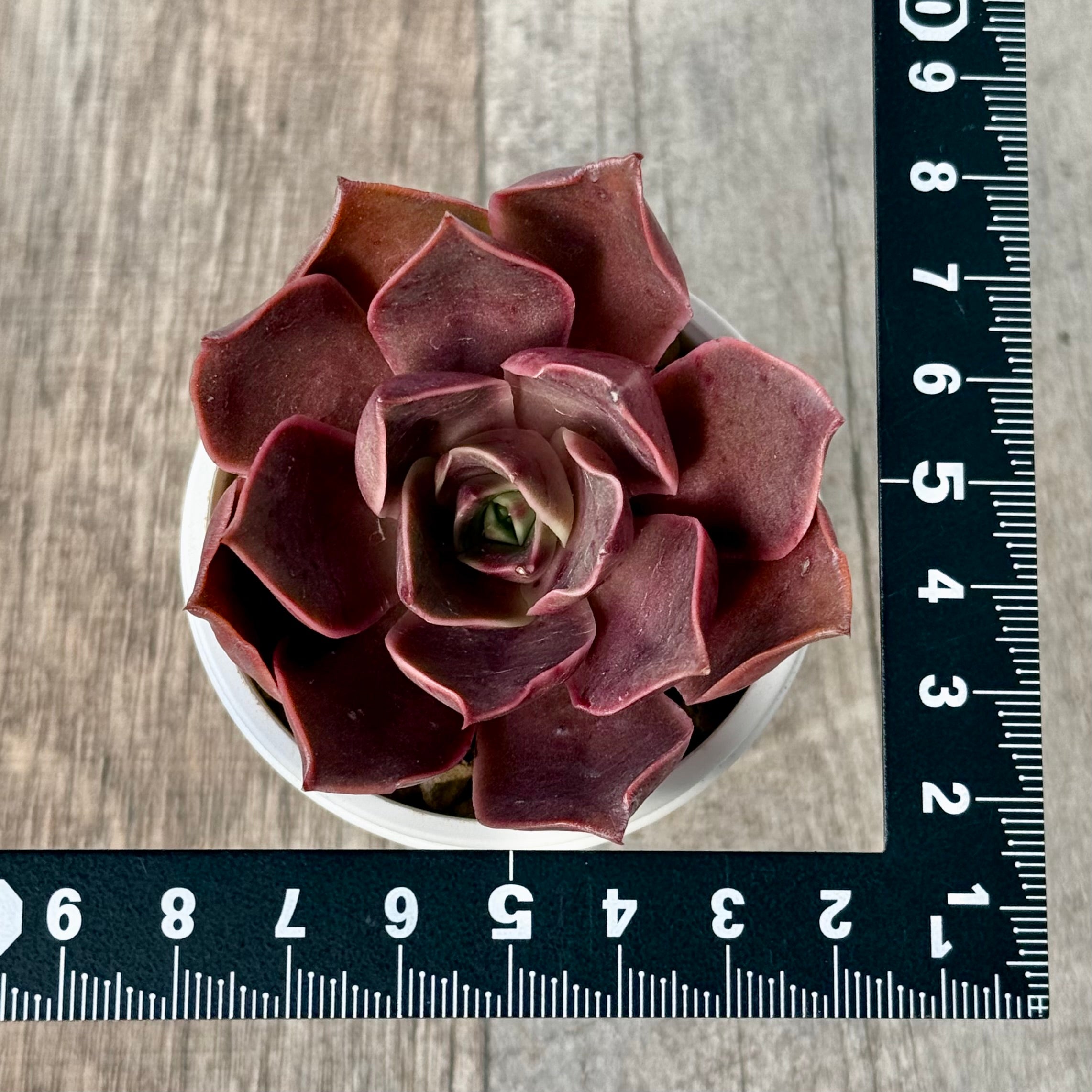 ＊新入荷＊　サンライズ【単頭】（エアーマジック農園苗）