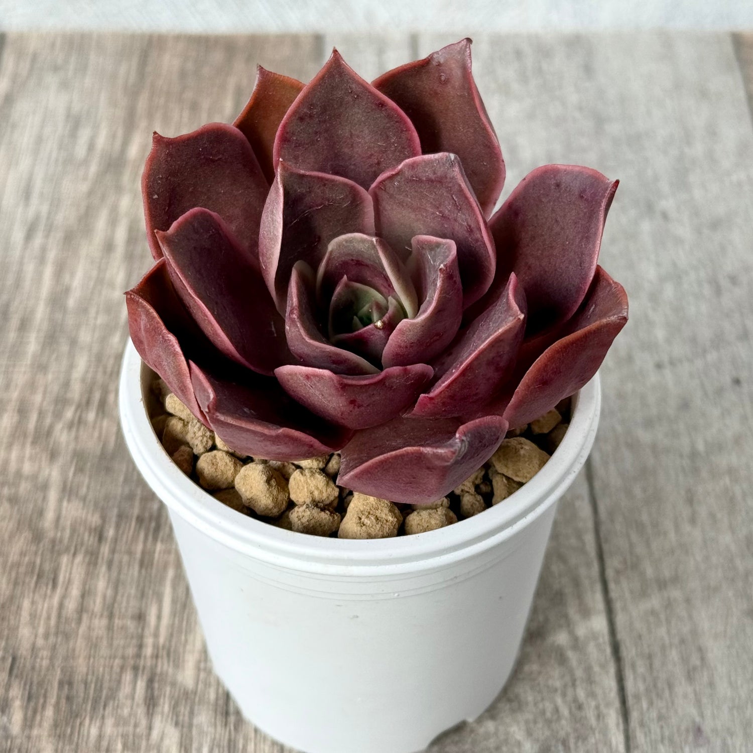 ＊新入荷＊　サンライズ【単頭】（エアーマジック農園苗）