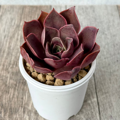 ＊新入荷＊　サンライズ【単頭】（エアーマジック農園苗）