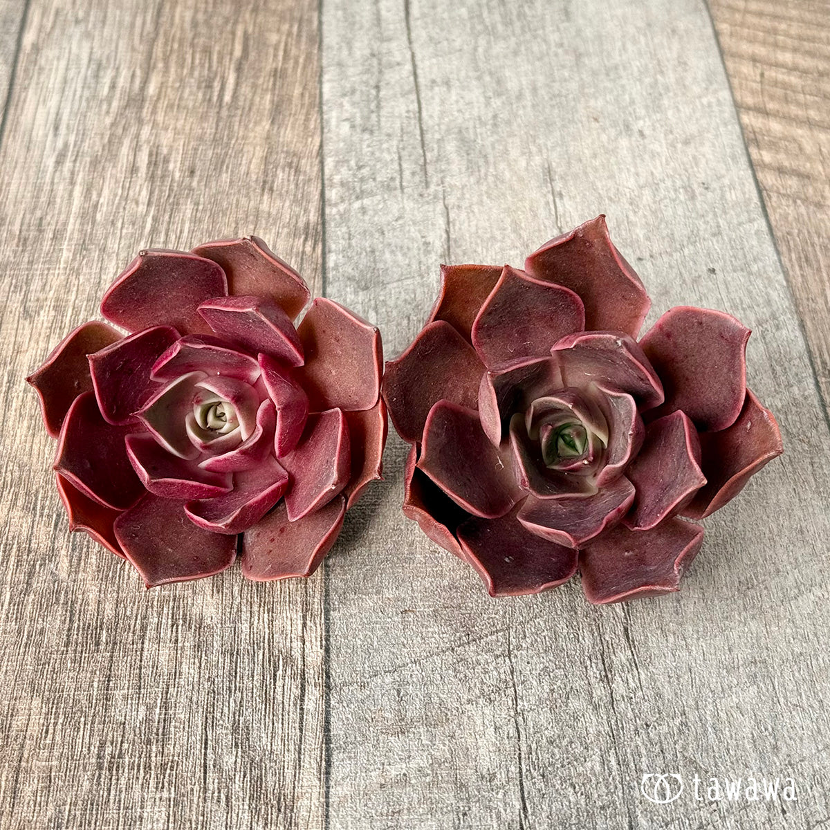 ＊新入荷＊　サンライズ【単頭】（エアーマジック農園苗）