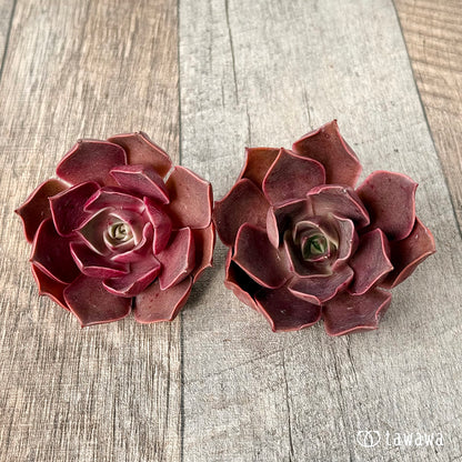 ＊新入荷＊　サンライズ【単頭】（エアーマジック農園苗）