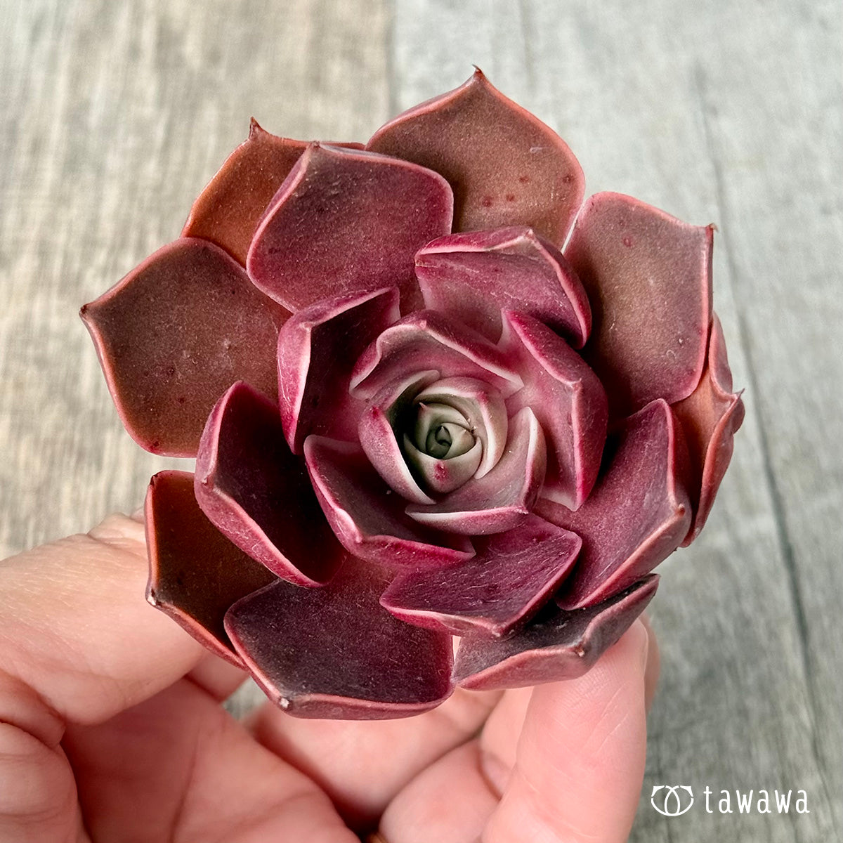 ＊新入荷＊　サンライズ【単頭】（エアーマジック農園苗）