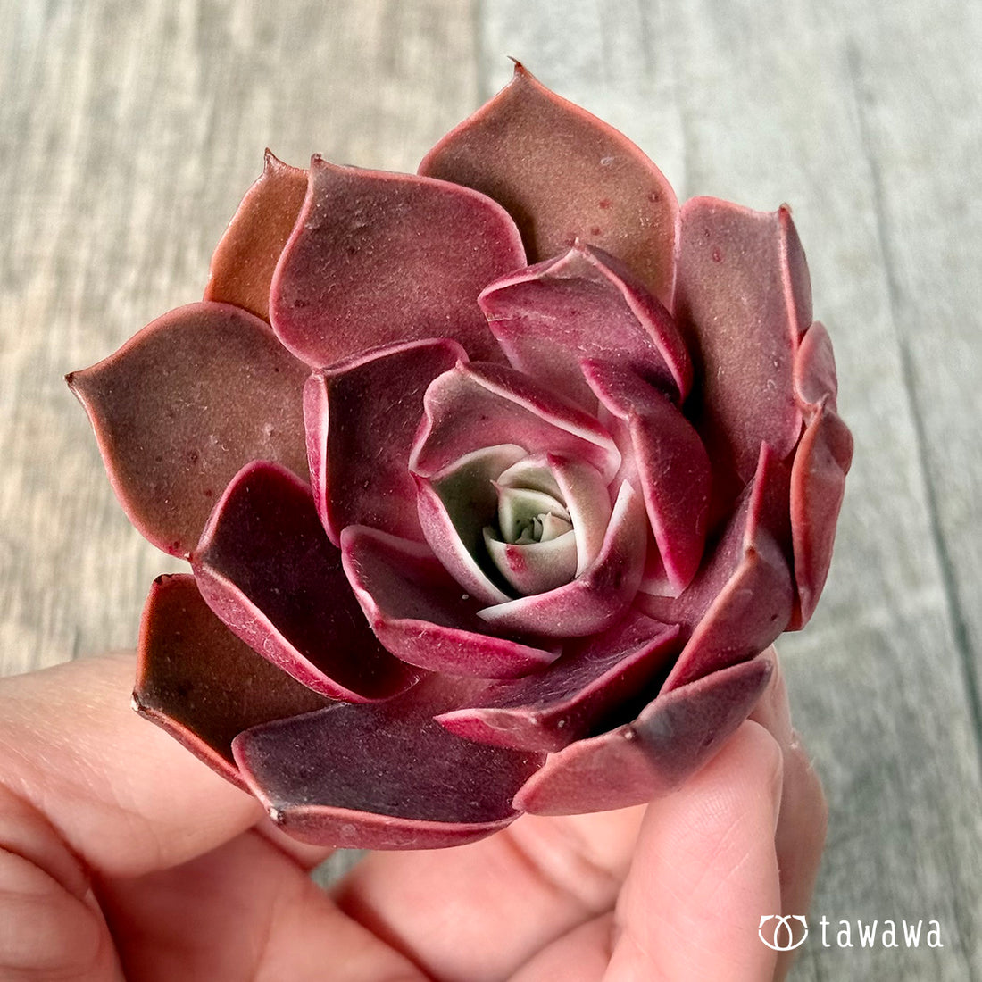 ＊新入荷＊　サンライズ【単頭】（エアーマジック農園苗）