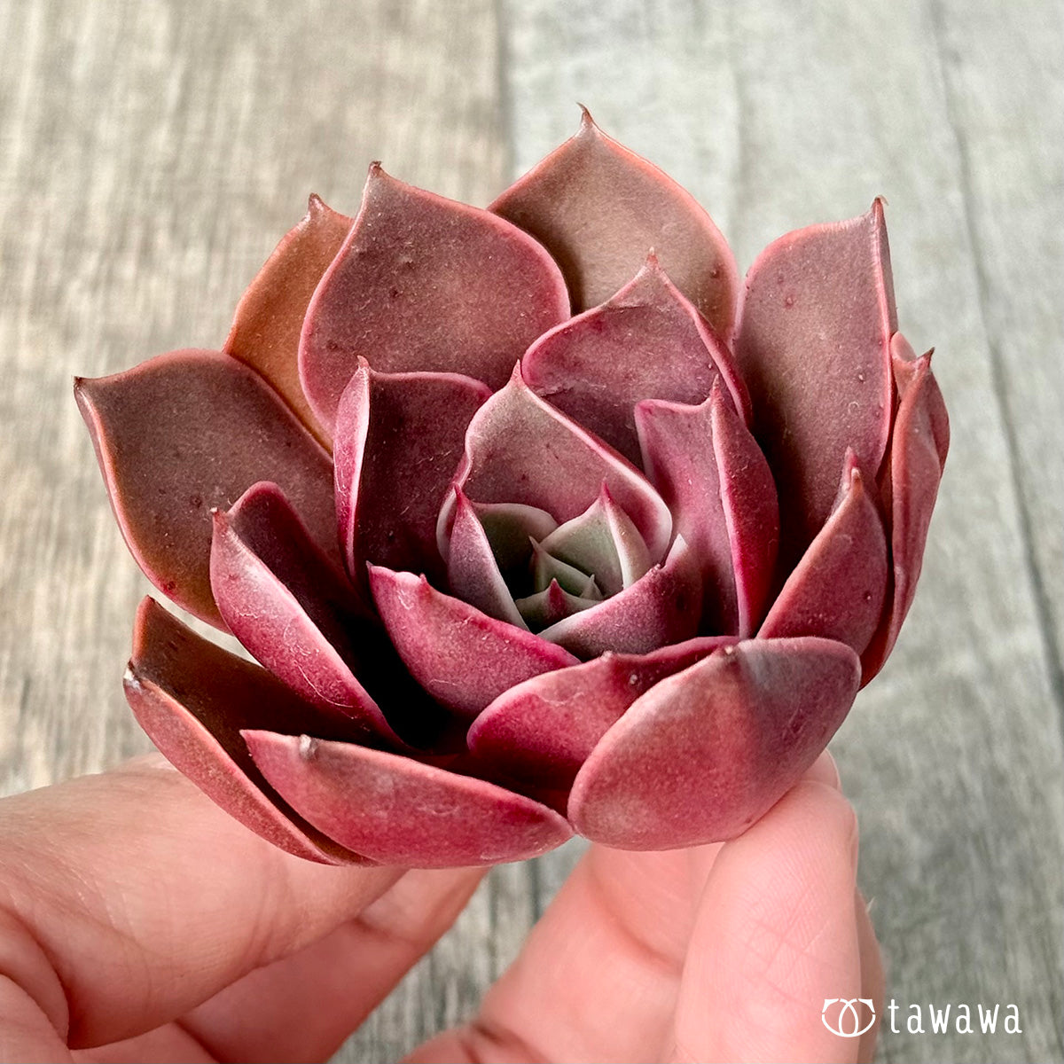 ＊新入荷＊　サンライズ【単頭】（エアーマジック農園苗）