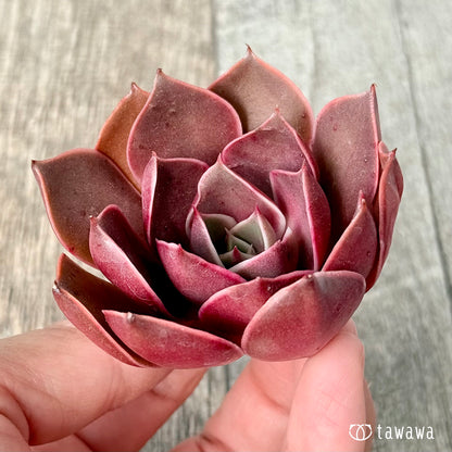 ＊新入荷＊　サンライズ【単頭】（エアーマジック農園苗）