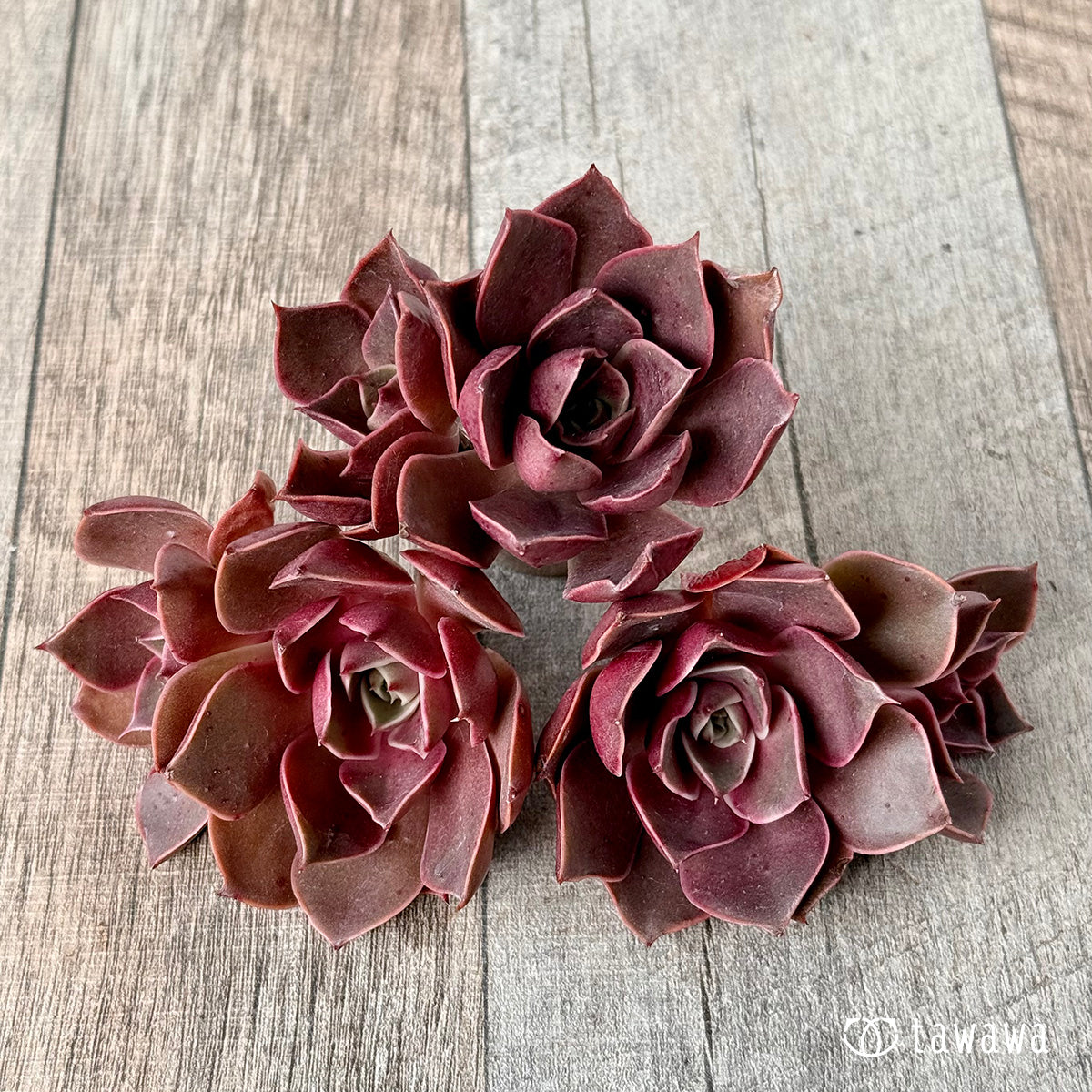 ＊新入荷＊　サンライズ【双頭】（エアーマジック農園苗）