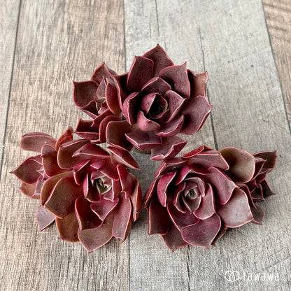 ＊新入荷＊　サンライズ【双頭】（エアーマジック農園苗）