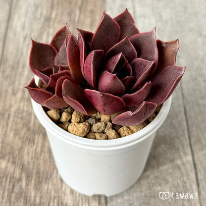 ＊新入荷＊　サンライズ【双頭】（エアーマジック農園苗）