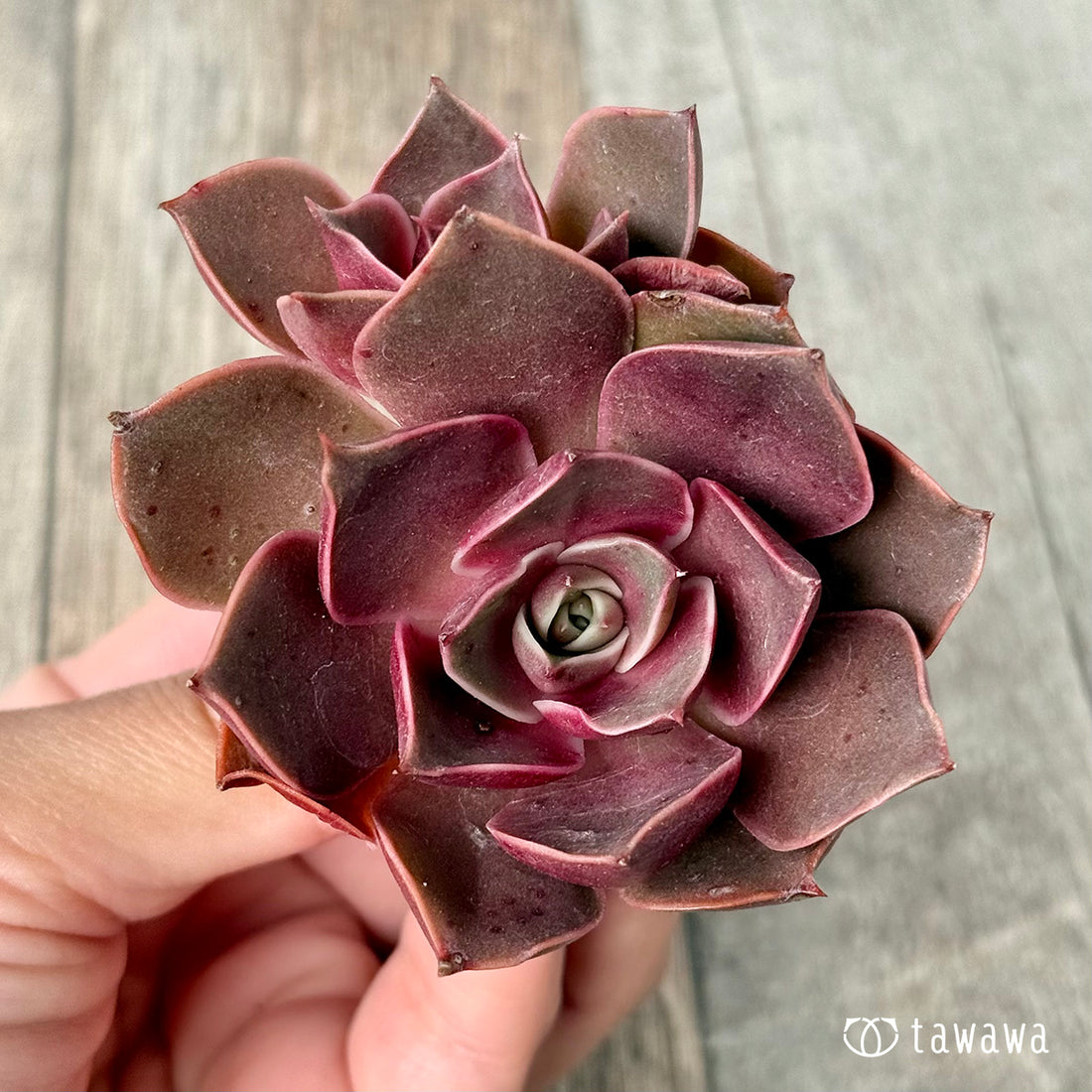 ＊新入荷＊　サンライズ【双頭】（エアーマジック農園苗）