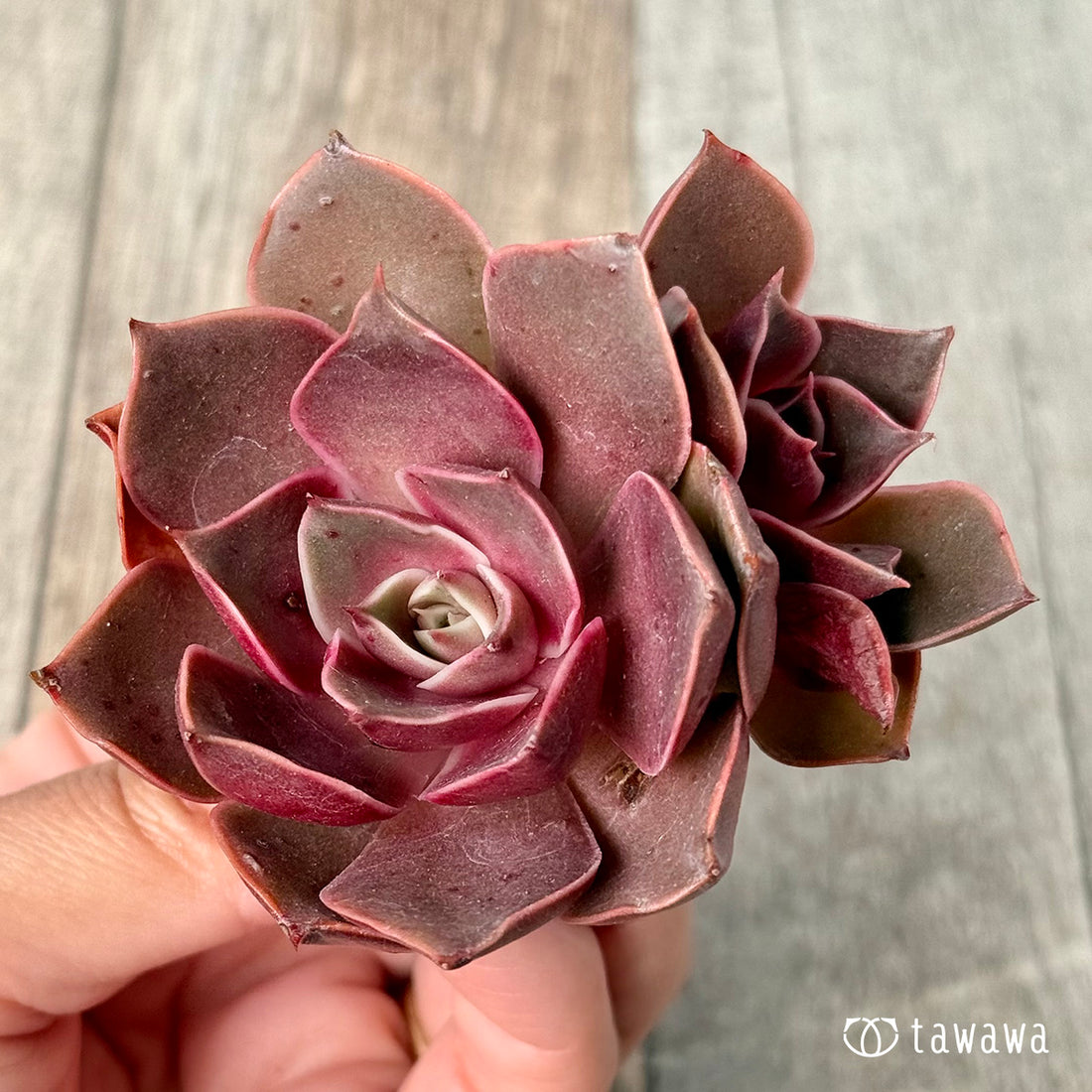 ＊新入荷＊　サンライズ【双頭】（エアーマジック農園苗）