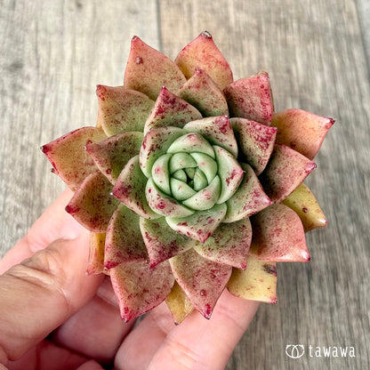 New Arrivals: Ice Green