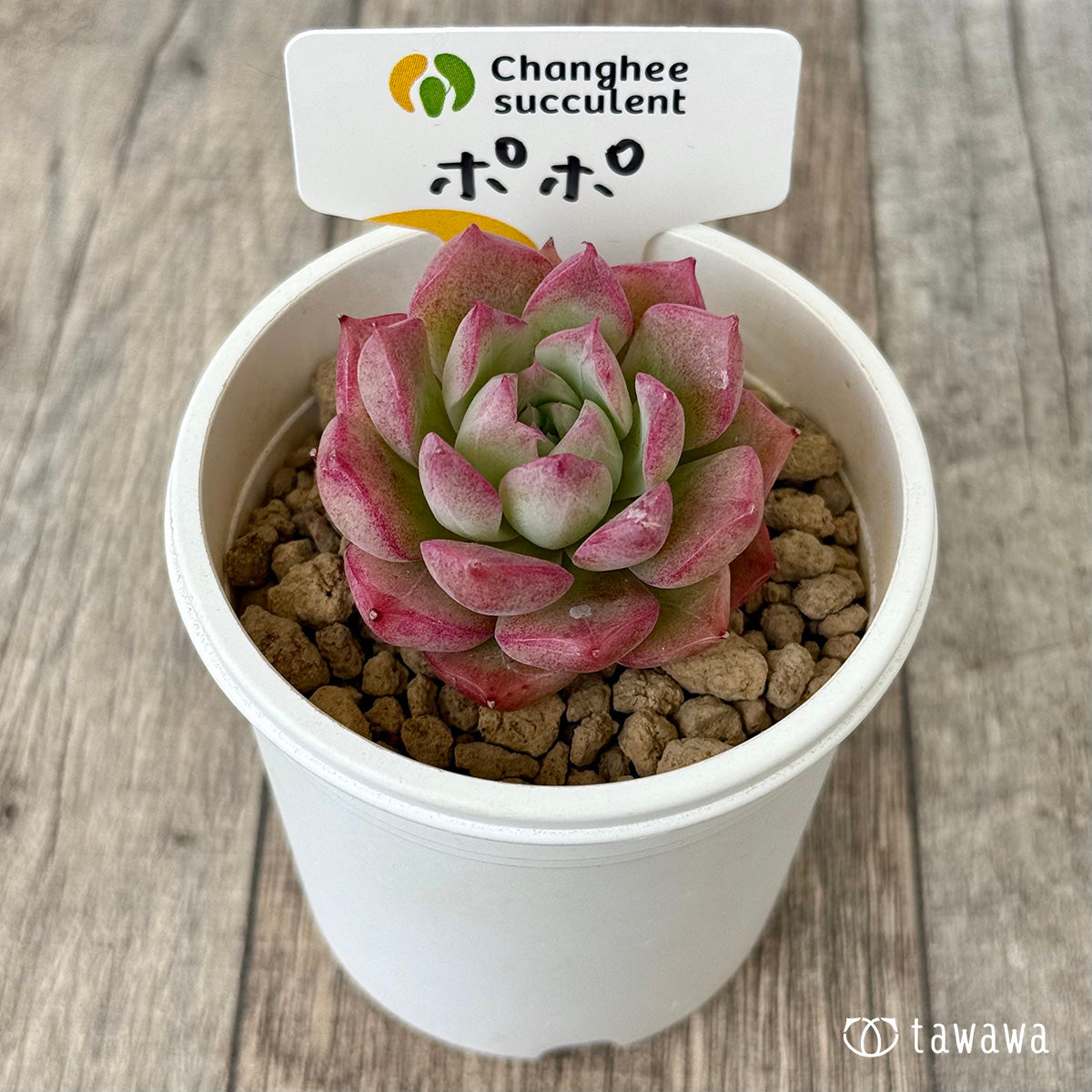 【4/22発売】ポポ（チャンヒー農園苗）