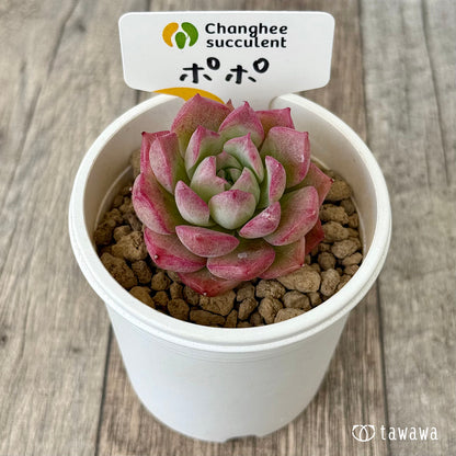 【4/22発売】ポポ（チャンヒー農園苗）