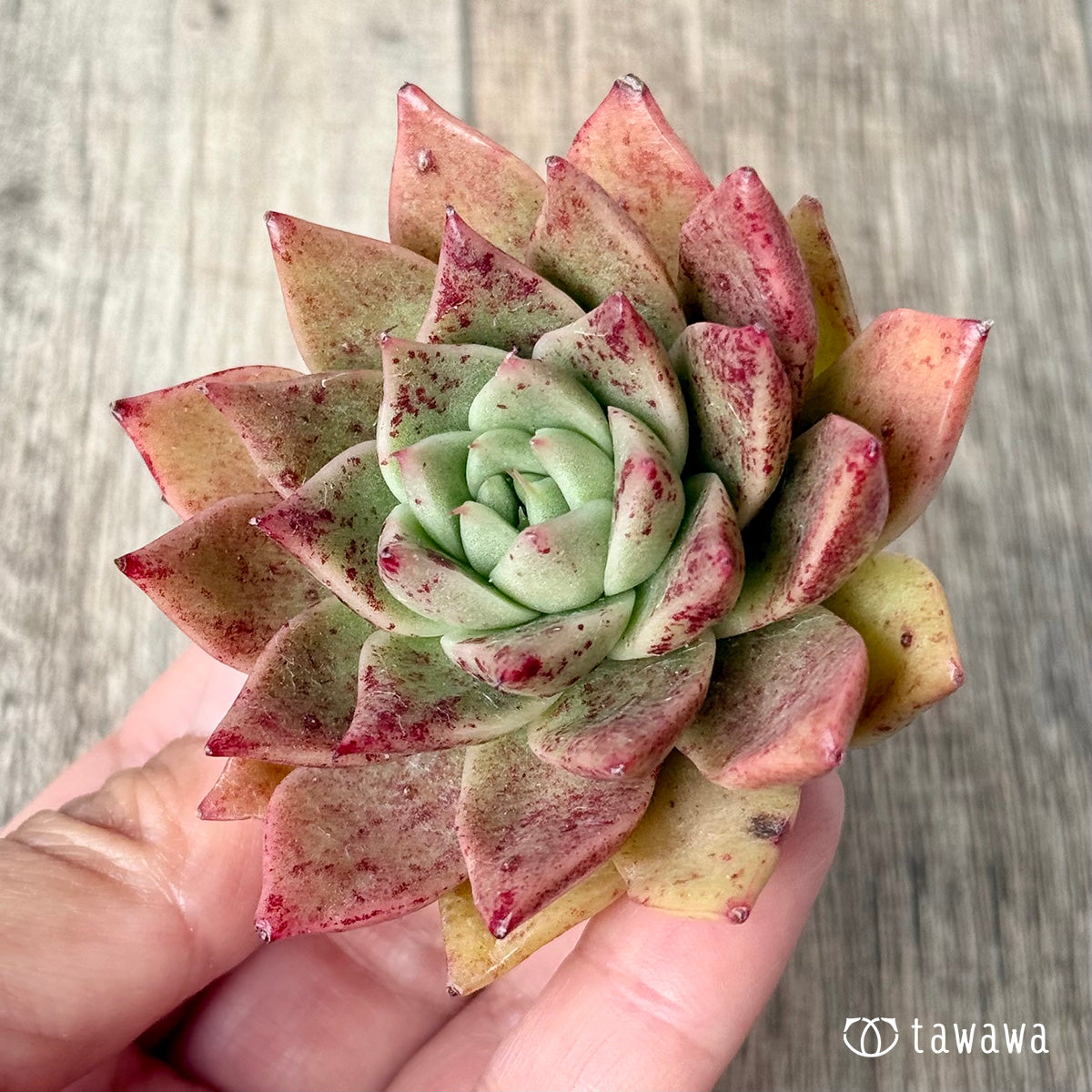 New Arrivals: Ice Green