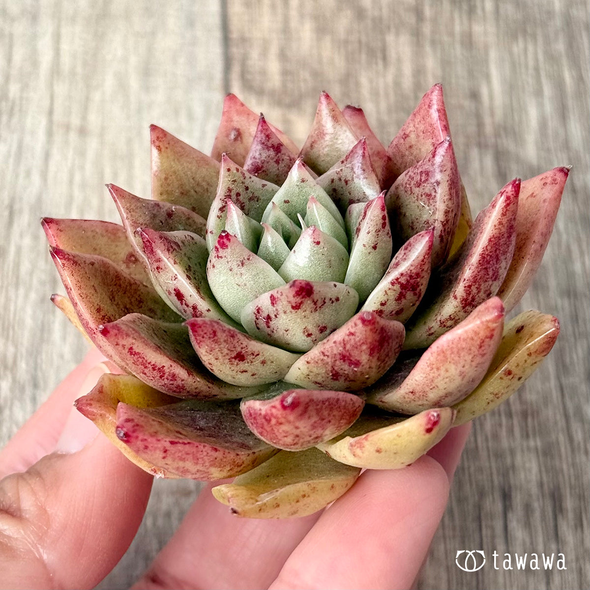 New Arrivals: Ice Green