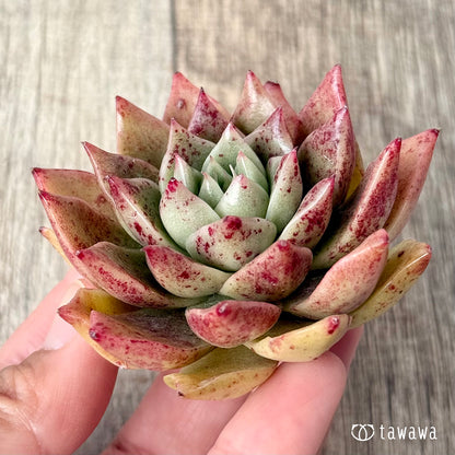 New Arrivals: Ice Green