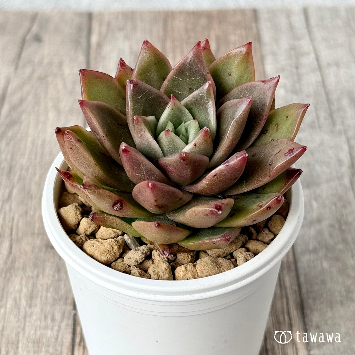 New Arrivals: Ice Green