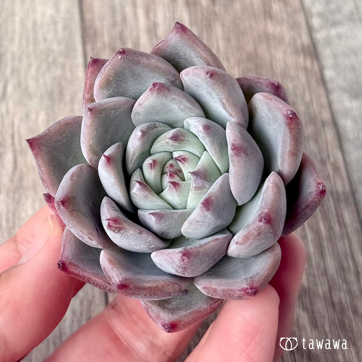 ＊新入荷＊　Tawha（エアーマジック農園苗）