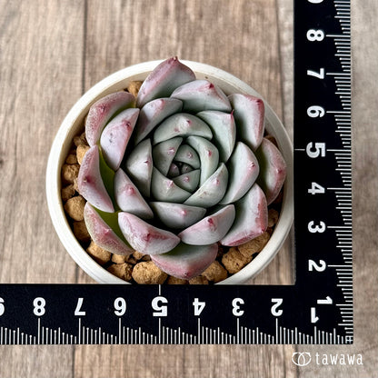 ＊新入荷＊　Tawha（エアーマジック農園苗）