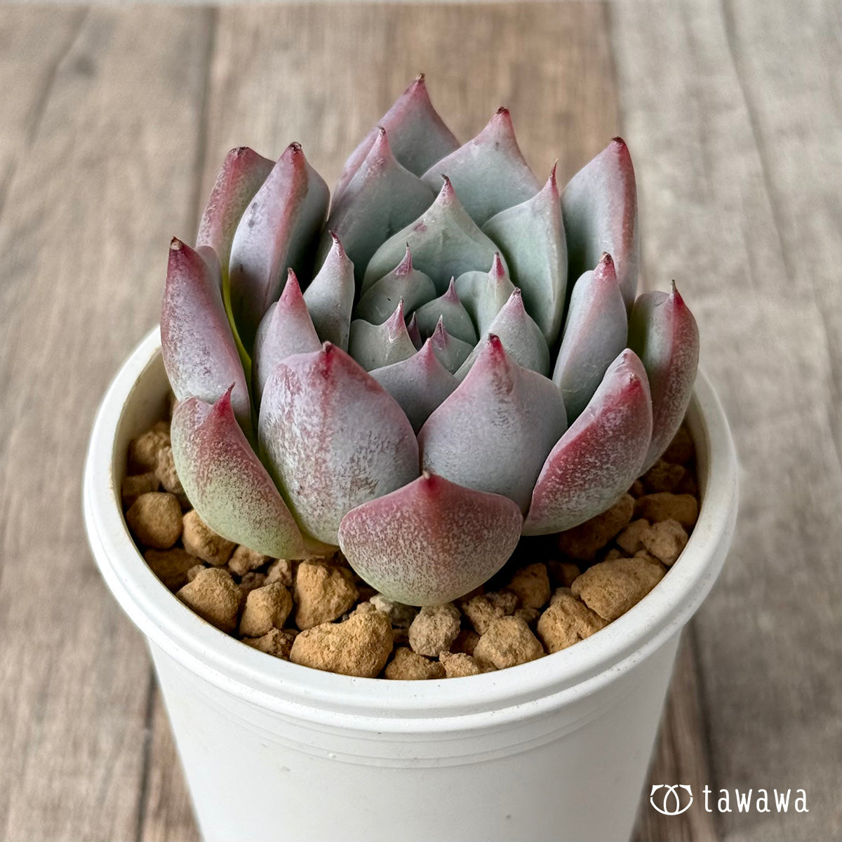 ＊新入荷＊　Tawha（エアーマジック農園苗）