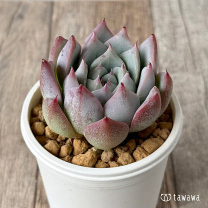 ＊新入荷＊　Tawha（エアーマジック農園苗）