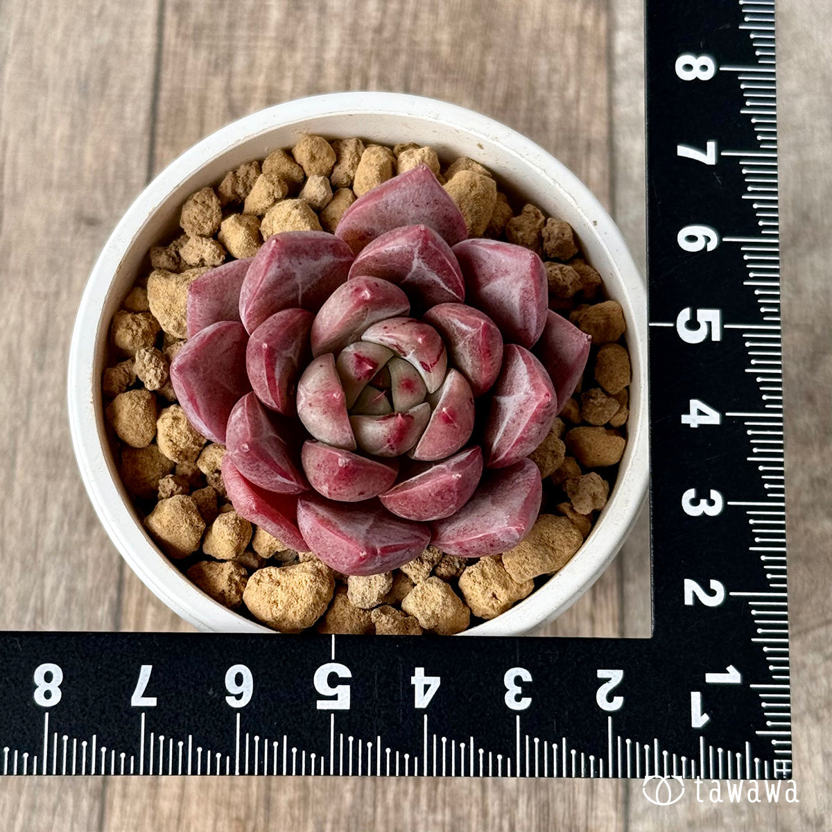 ＊新入荷＊　ラブライン（エアーマジック農園苗）