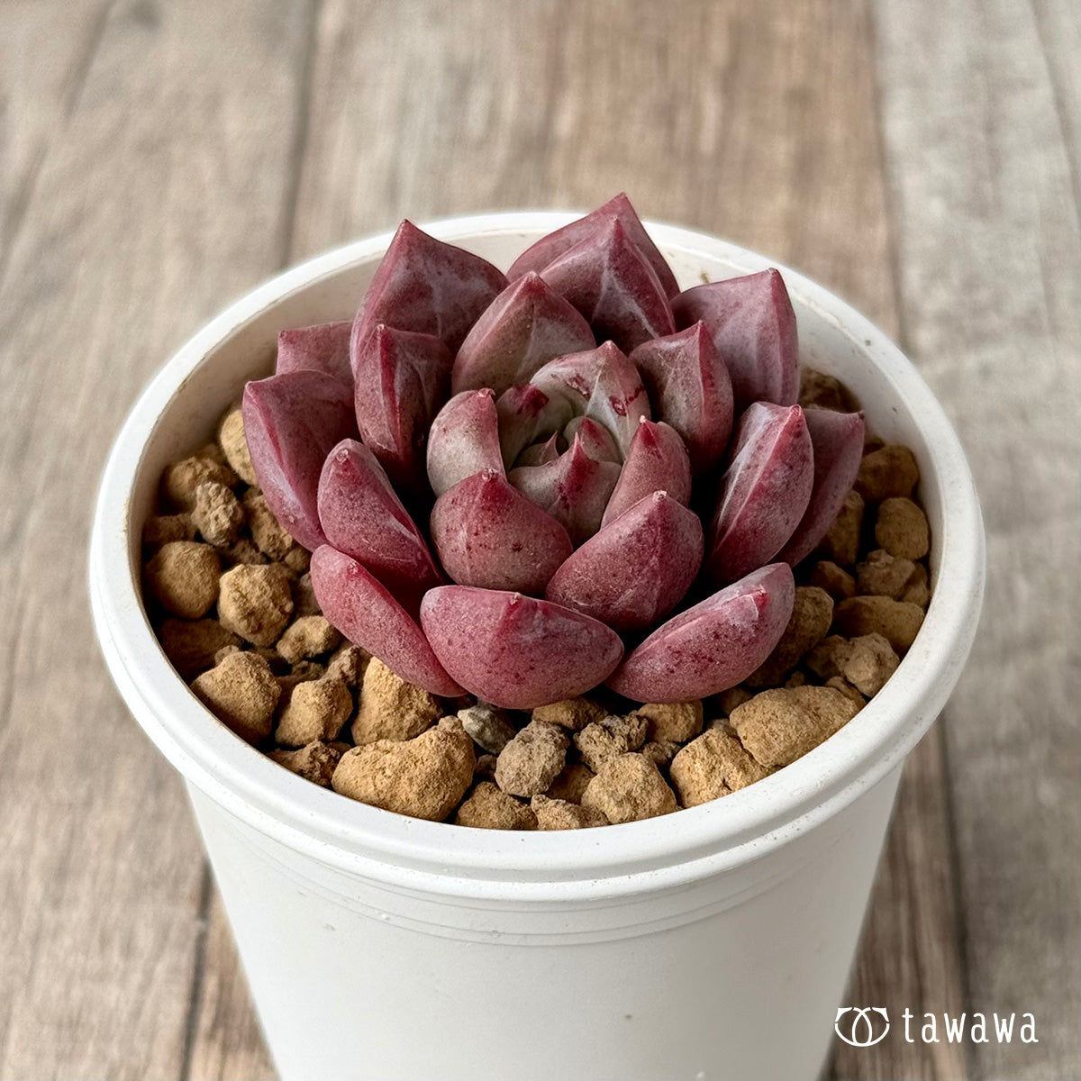 ＊新入荷＊　ラブライン（エアーマジック農園苗）