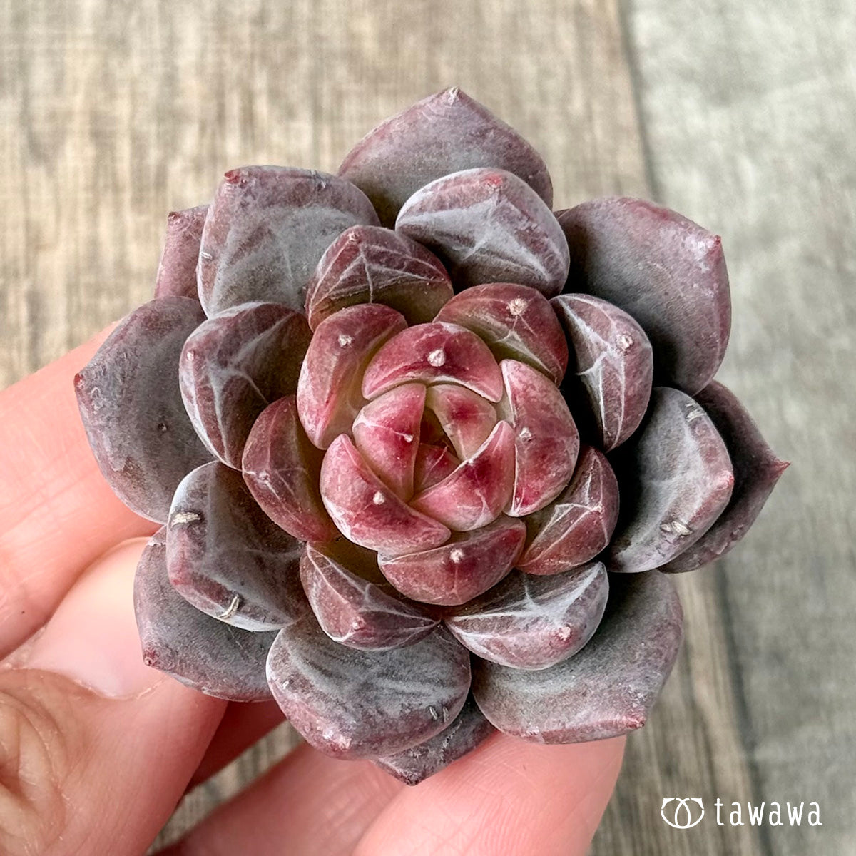 ＊新入荷＊　ラブライン（エアーマジック農園苗）