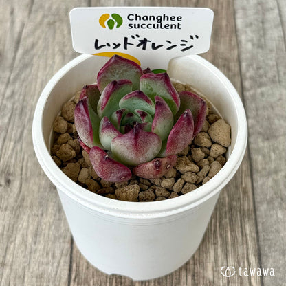 レッドオレンジ（チャンヒー農園苗）