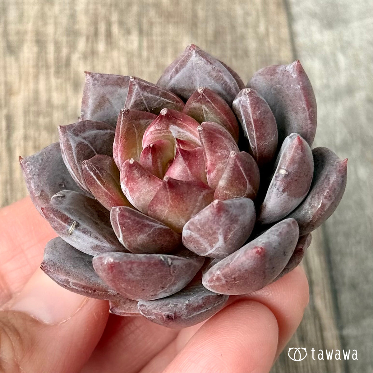 ＊新入荷＊　ラブライン（エアーマジック農園苗）