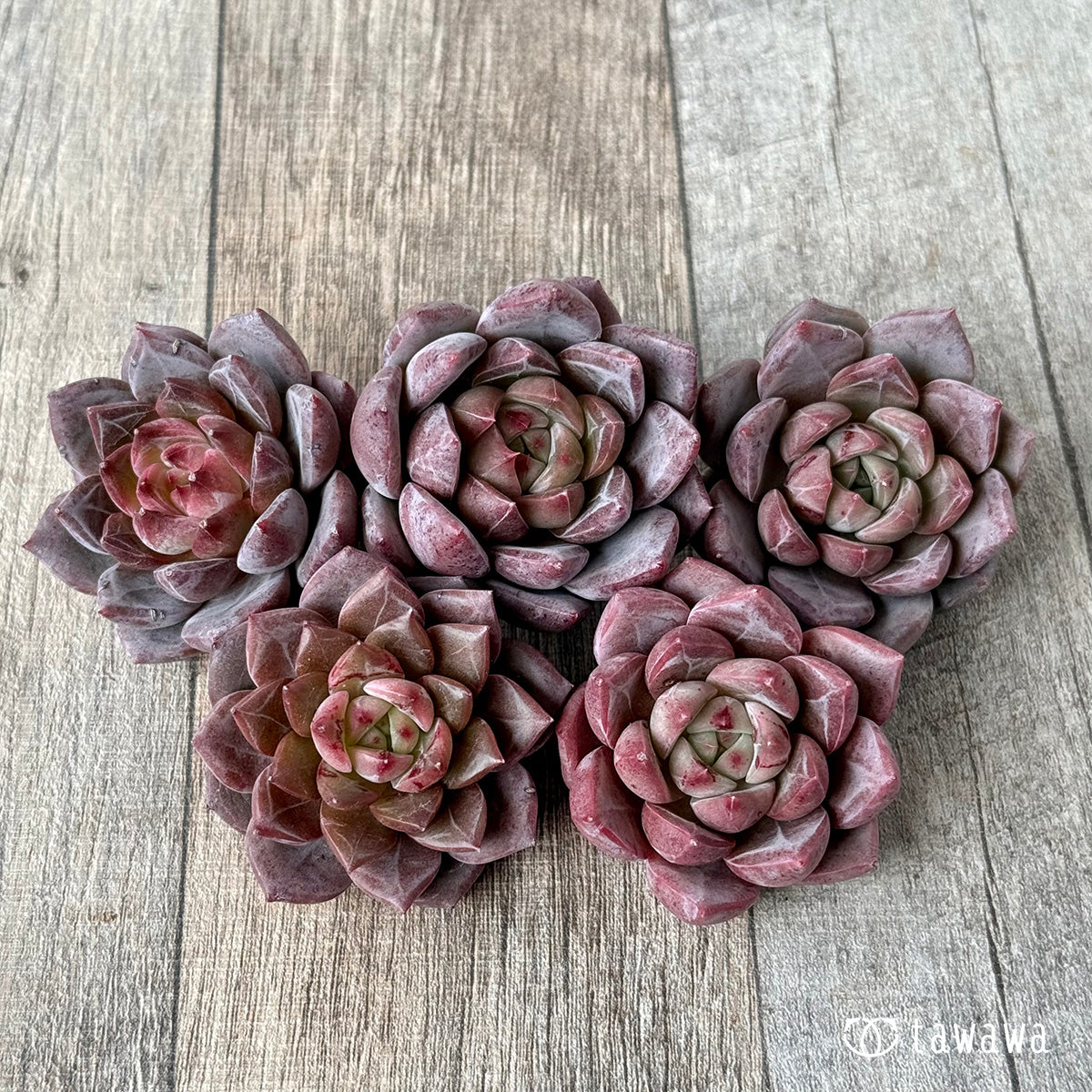 ＊新入荷＊　ラブライン（エアーマジック農園苗）