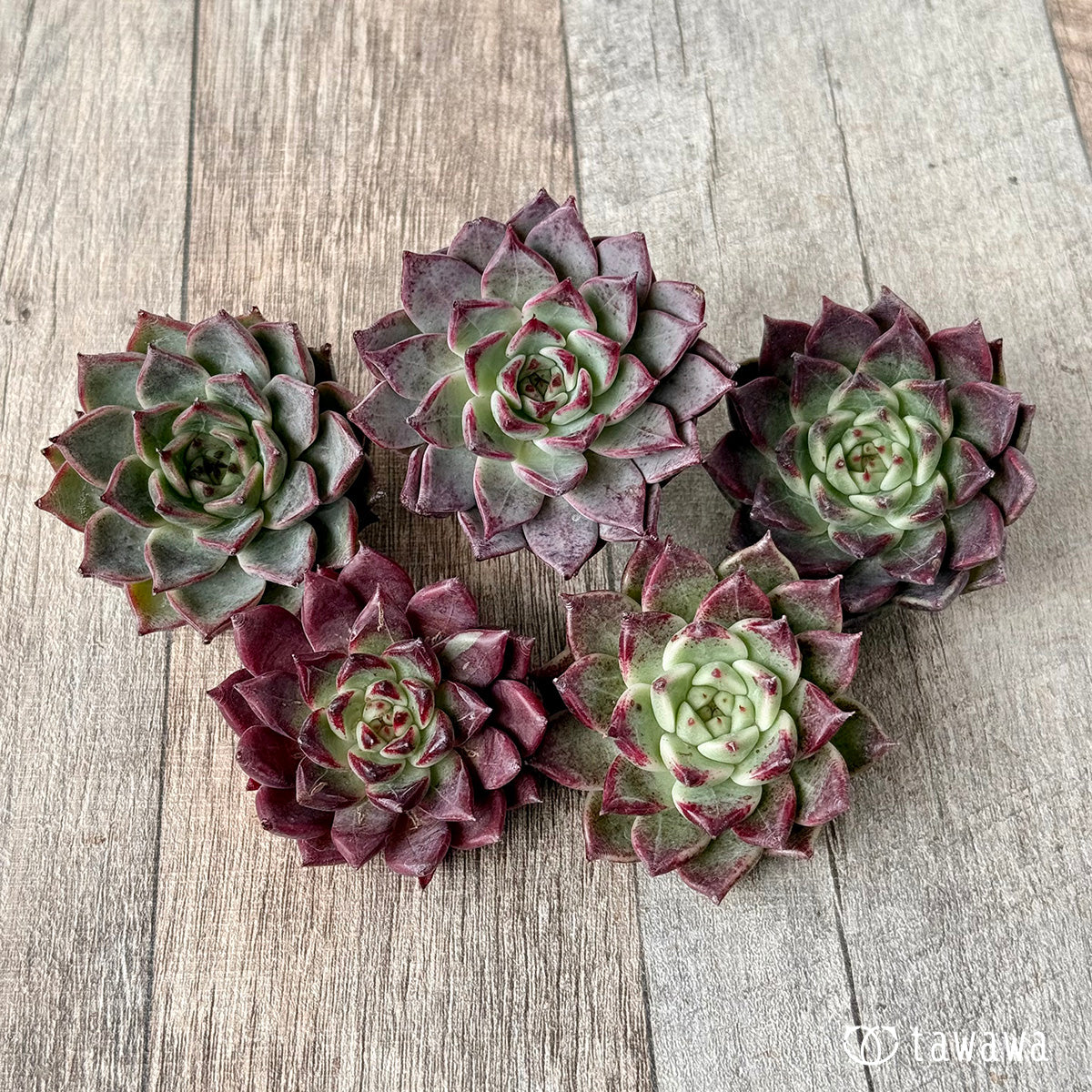 スーパーサラ（エアーマジック農園苗）