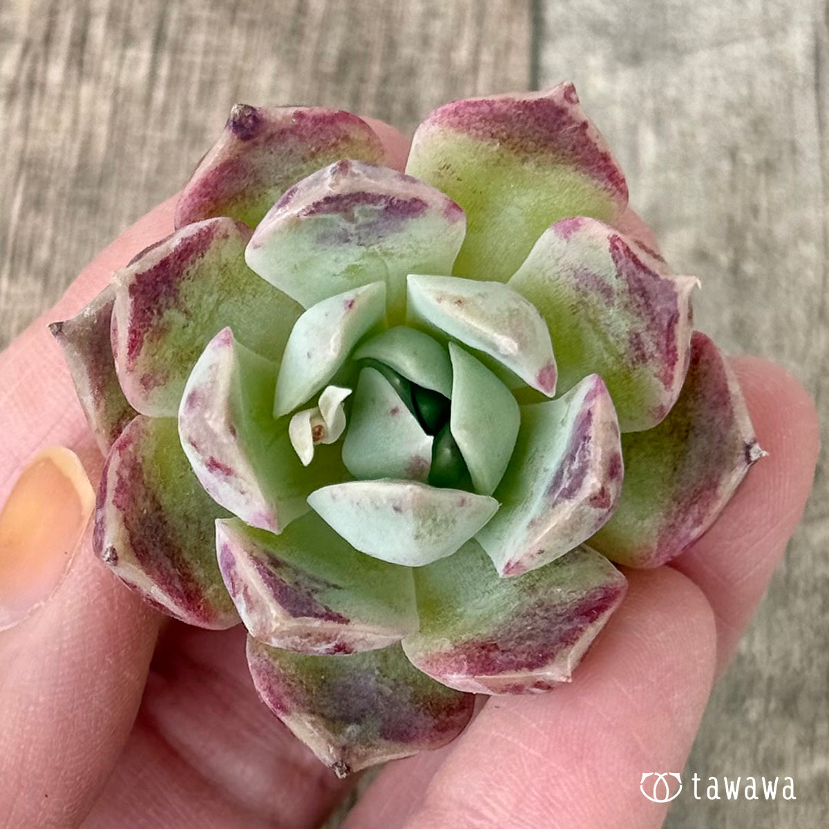 コットンキャンディ（チャンヒー農園苗）